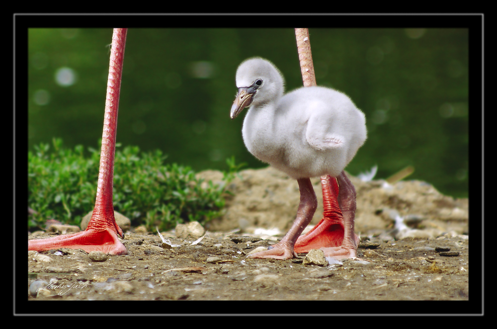 " Wenn ich mal gross bin..... "