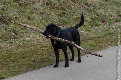 Wenn ich mal groß bin ...