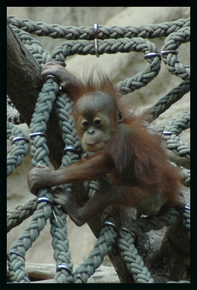 Wenn ich mal groß bin werd ich ein Orang utan