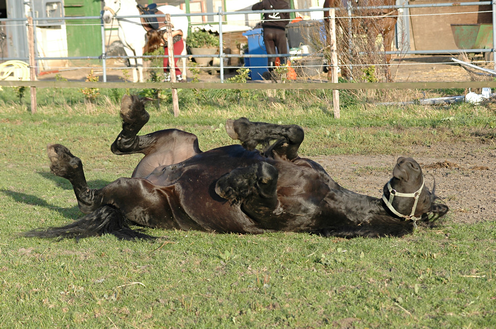 Wenn ich mal groß bin, werde ich auch ein richtiges Reitschwein !