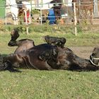 Wenn ich mal groß bin, werde ich auch ein richtiges Reitschwein !