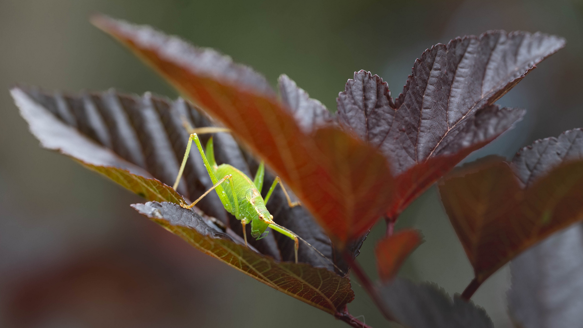 Wenn ich mich verstecke, sieht man mich nicht.