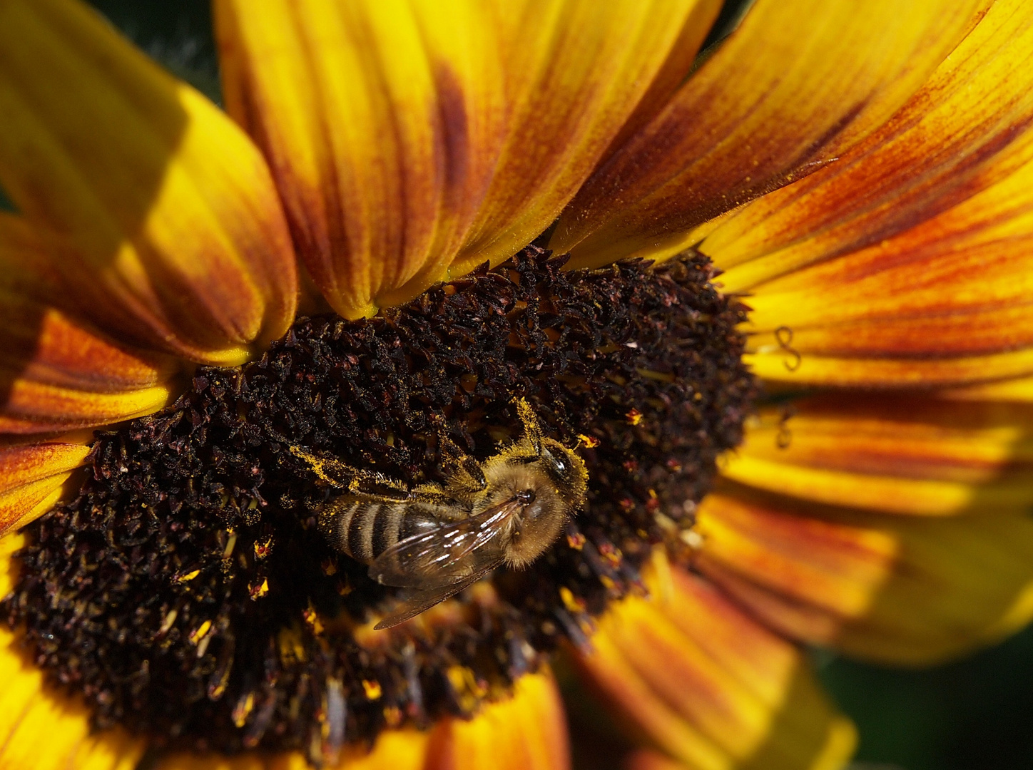 Wenn Ich Nach Hause Komme Foto Bild Tiere Wildlife