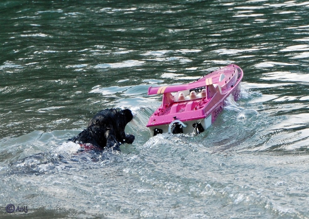 Wenn ich nur schnell genug schwimme, kriege ich das Boot.