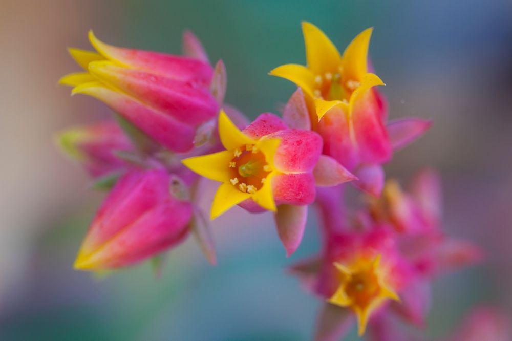 Wenn ich nur wüßte wie diese Blume heisst ;-)