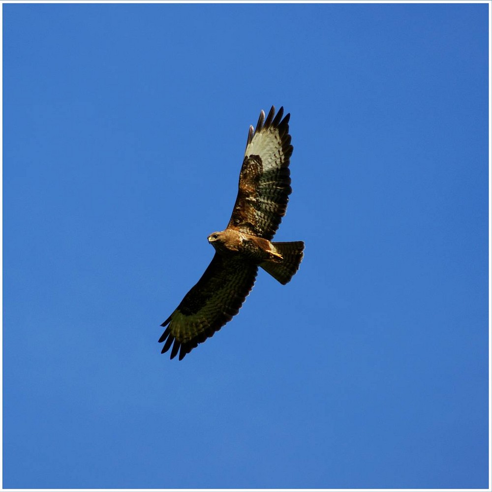 Wenn ich so fliegen könnte :)