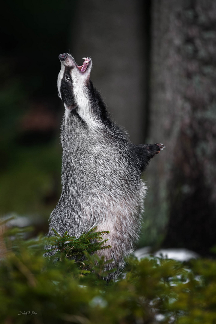 Wenn ich so stehen bleibe, fällt vielleicht Futter vom Himmel