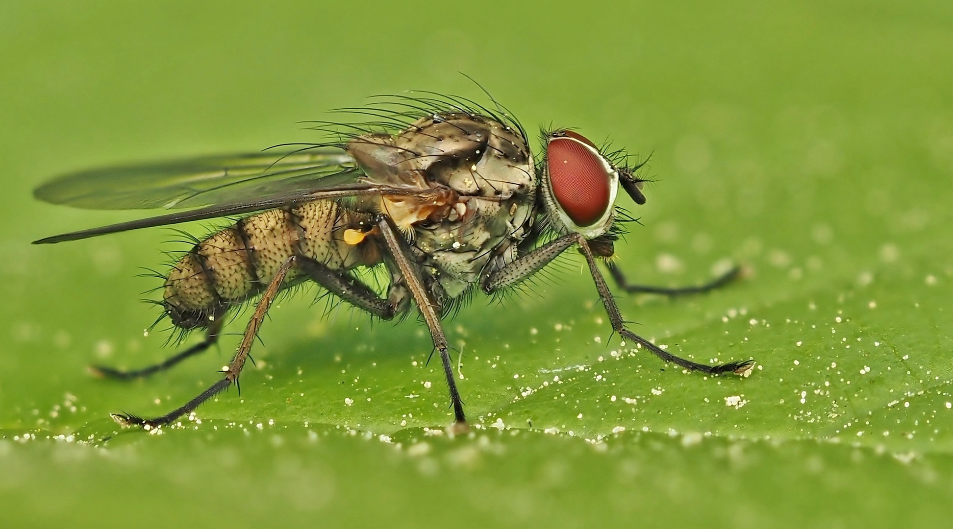 Wenn ich sonst nichts kriege nehme ich auch ne Fliege