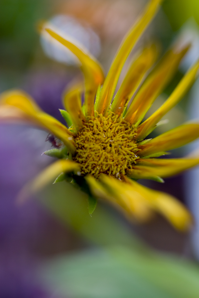 Wenn ich wüßt, wie die Blume heißt, hätt das Bild einen Titel ;)