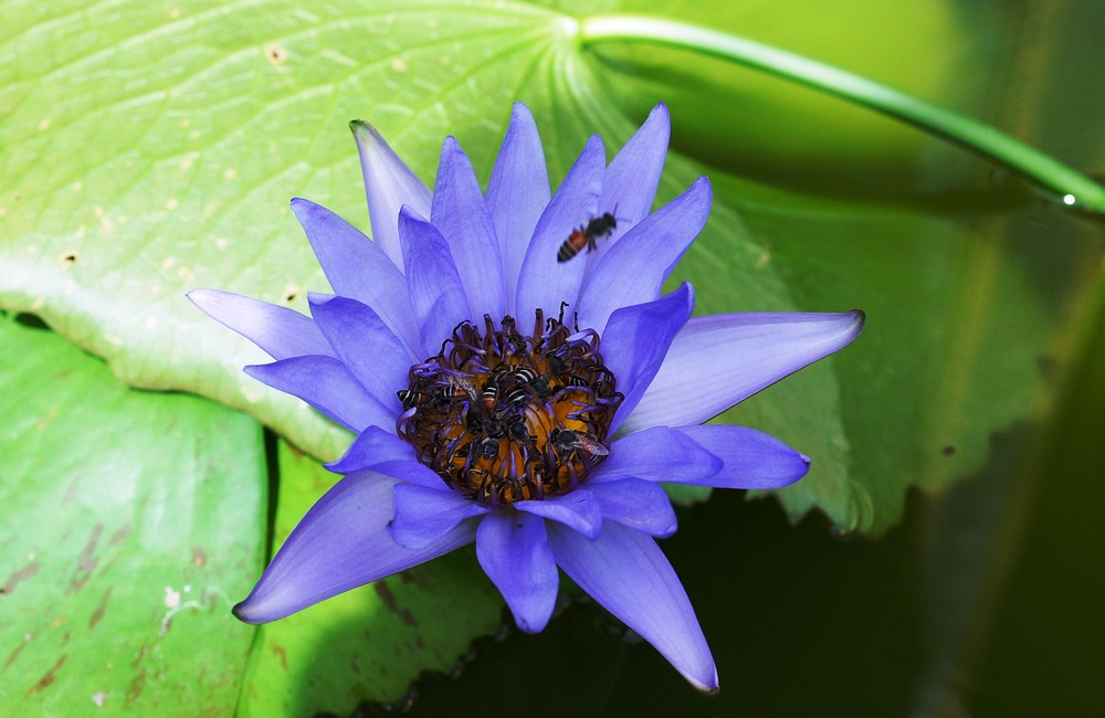 Wenn ich wüsste wie die Blume heißt?