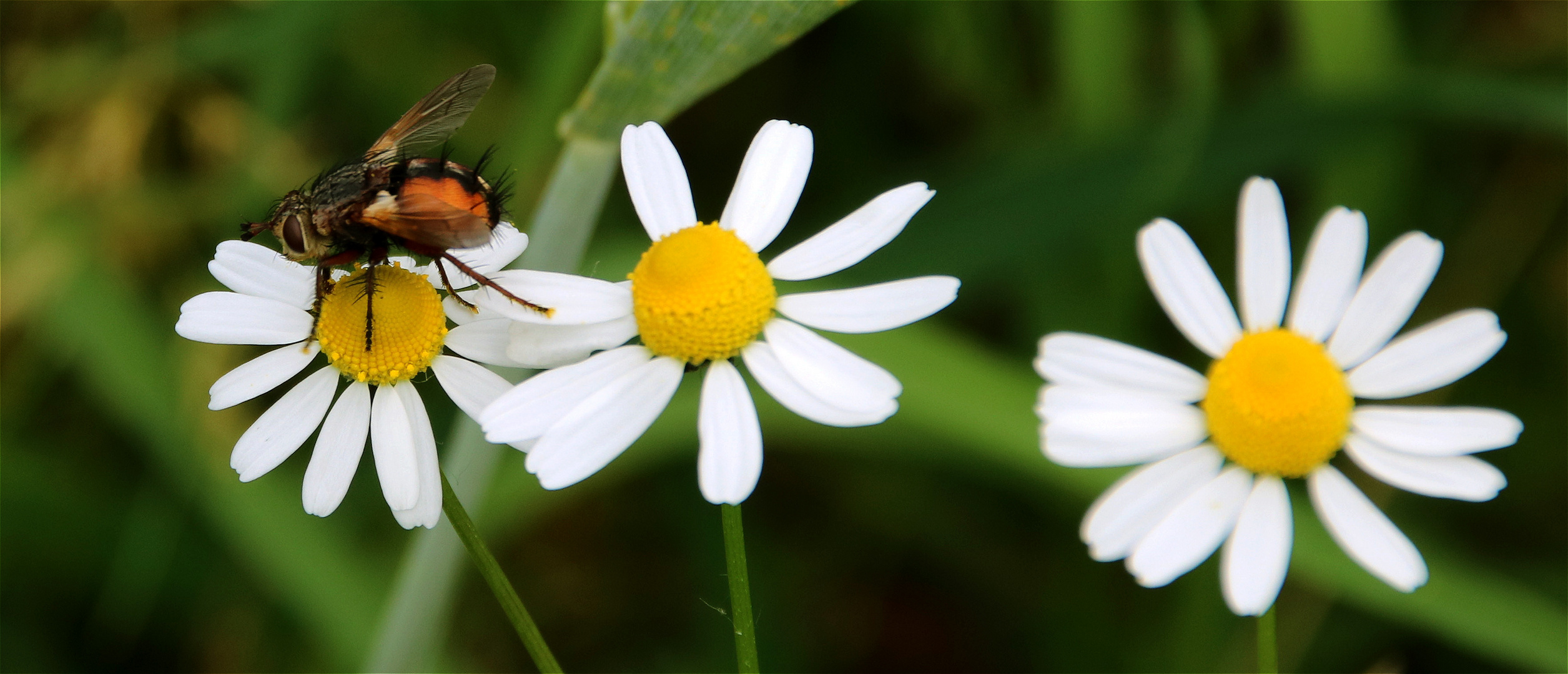 ° Wenn Igel fliegen könnten... °