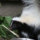 wenn ihr das Essen nicht schmeckt, wird sie schon mal STINKIG !!