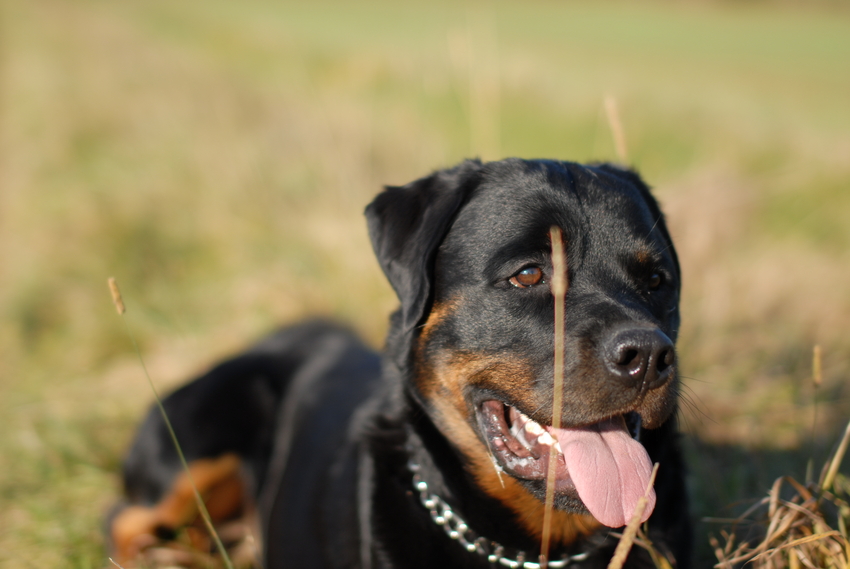 Wenn Ihr Hund glaubt, ...