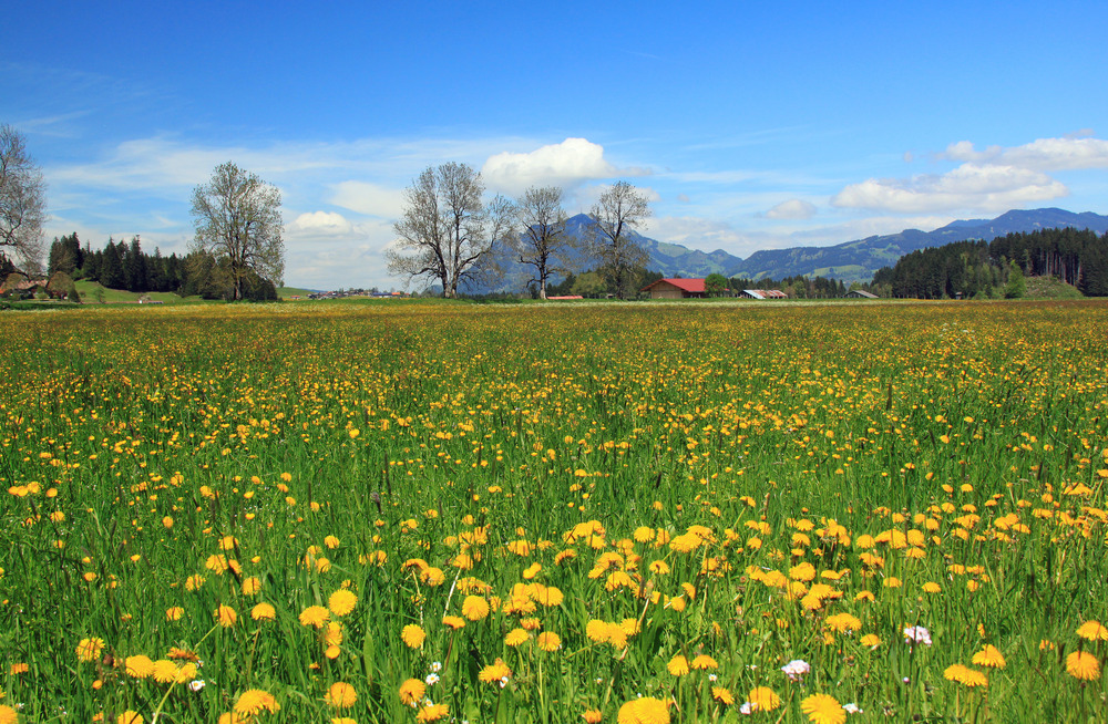 Wenn im Allgäu die Wiesen gelb sind,