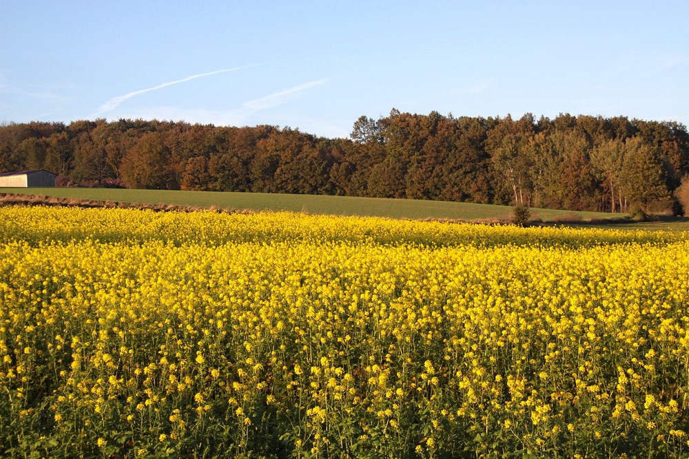 Wenn im Herbst der Raps auf der Winten blüht, in Maria Anzbach im Wienerwald