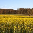 Wenn im Herbst der Raps auf der Winten blüht, in Maria Anzbach im Wienerwald