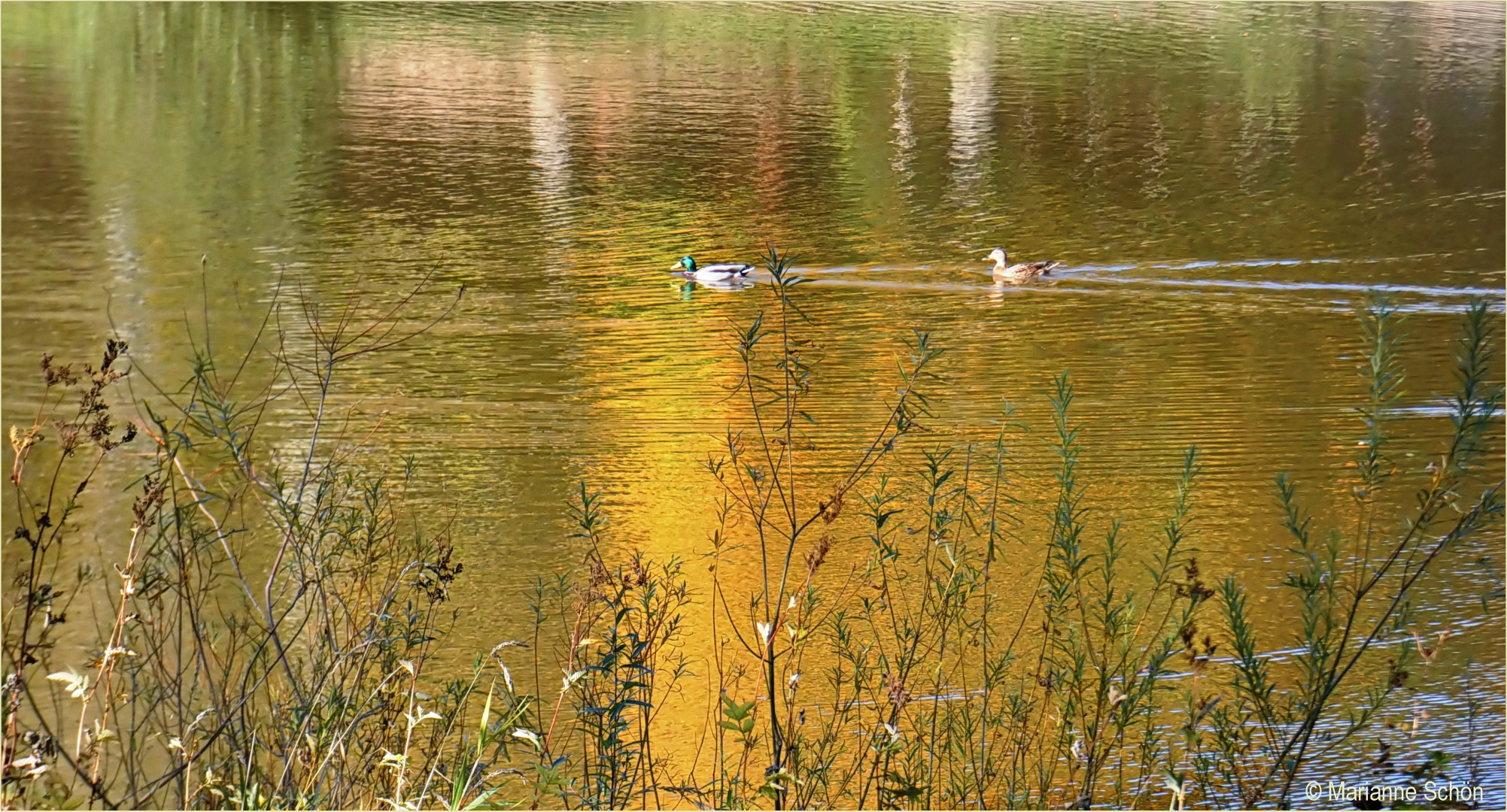 Wenn im Herbst die Abendsonne ...