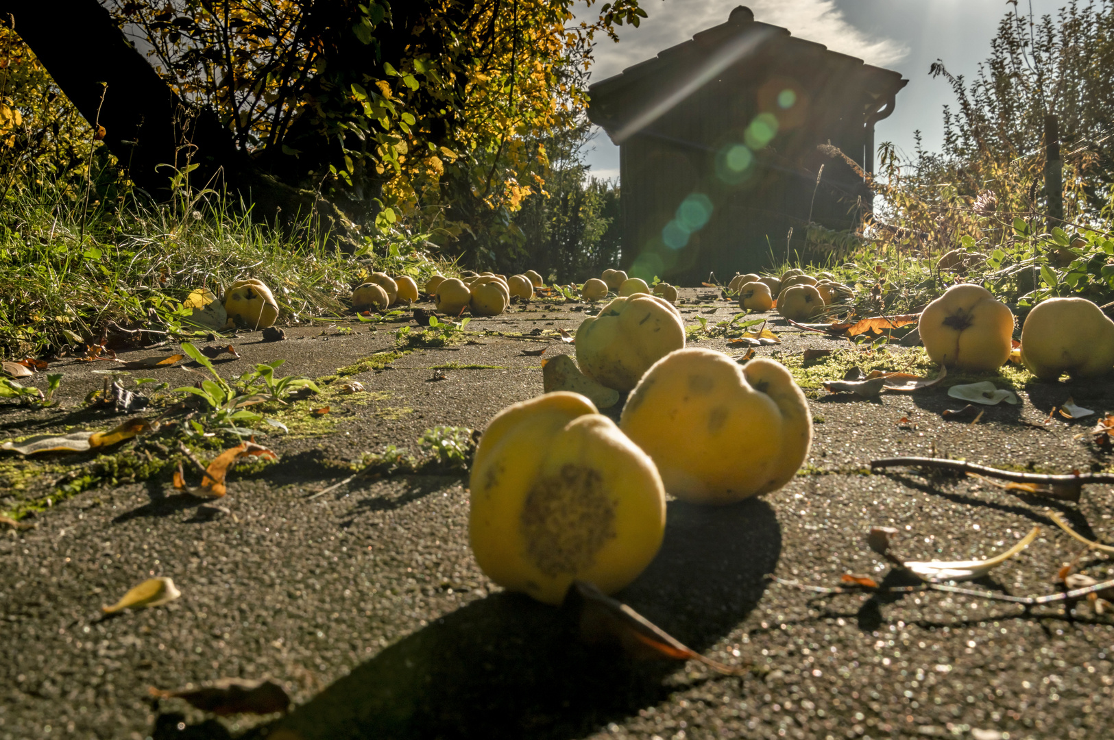 Wenn im Herbst die Quitten fallen ...