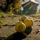 Wenn im Herbst die Quitten fallen ...