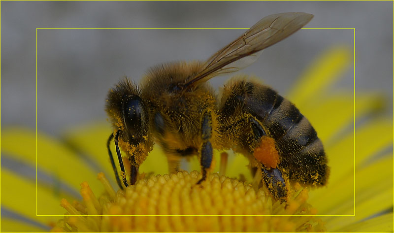 Wenn im Mai die Bienen schwärmen, soll man gleich vor Freude lärmen.