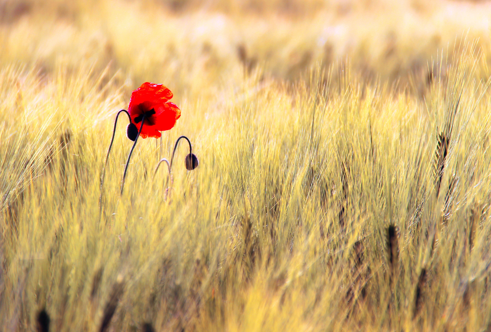 Wenn im Sommer der rote Mohn