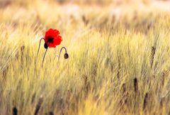 Wenn im Sommer der rote Mohn