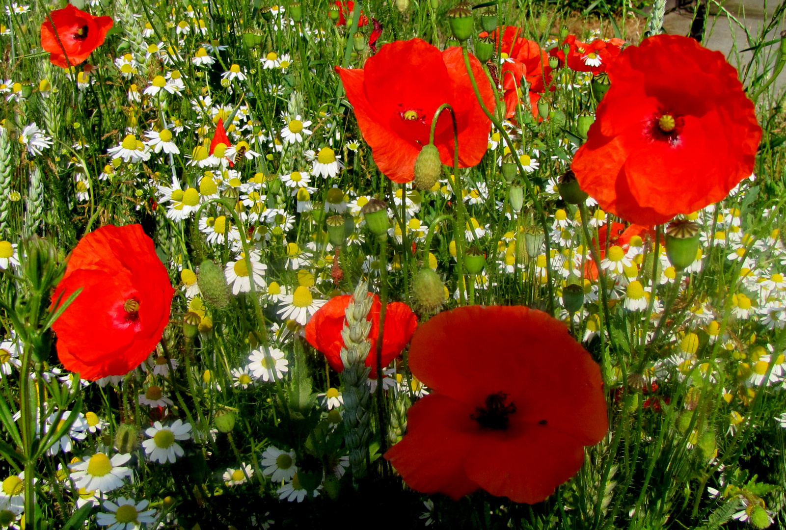 Wenn im Sommer der rote Mohn...