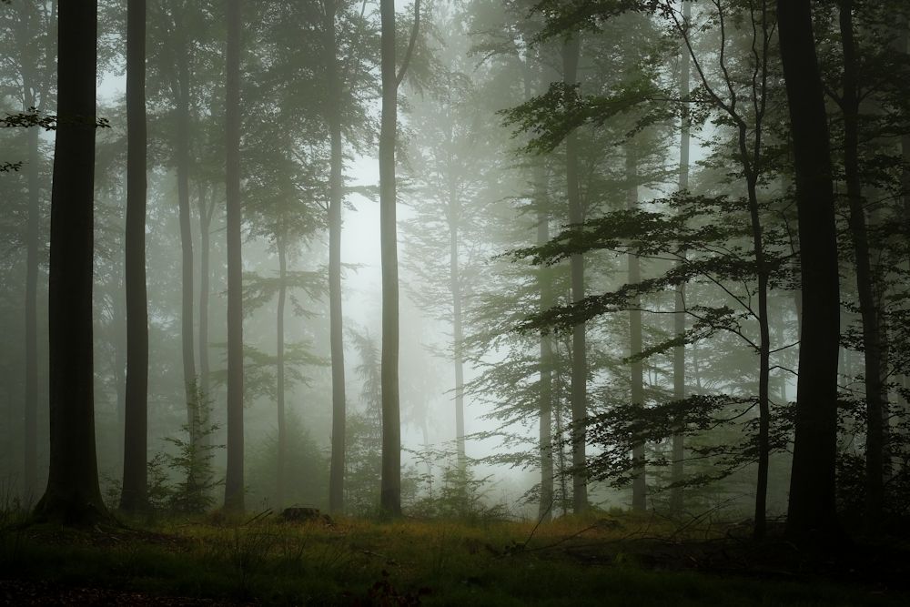 Wenn im Wald ein neuer Tag erwacht...