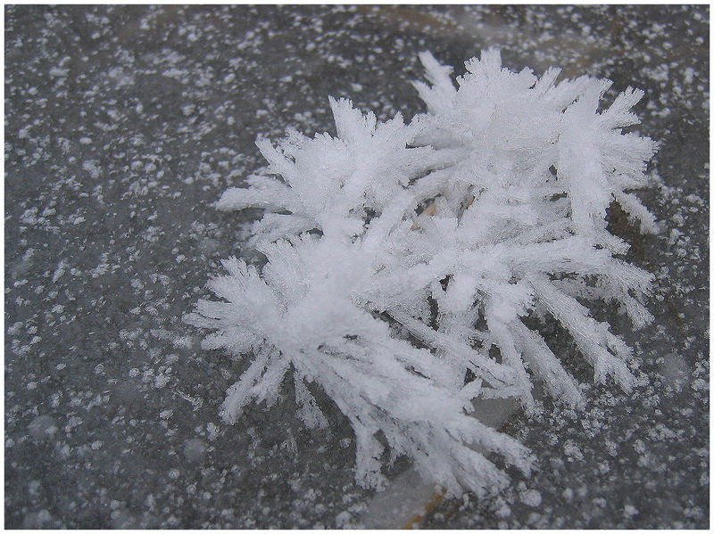 Wenn im Winter die Blumen bühen...