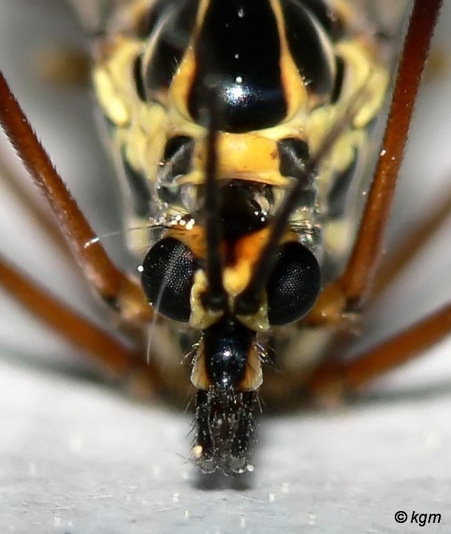 Wenn Insekten so groß wie Kühe wären,