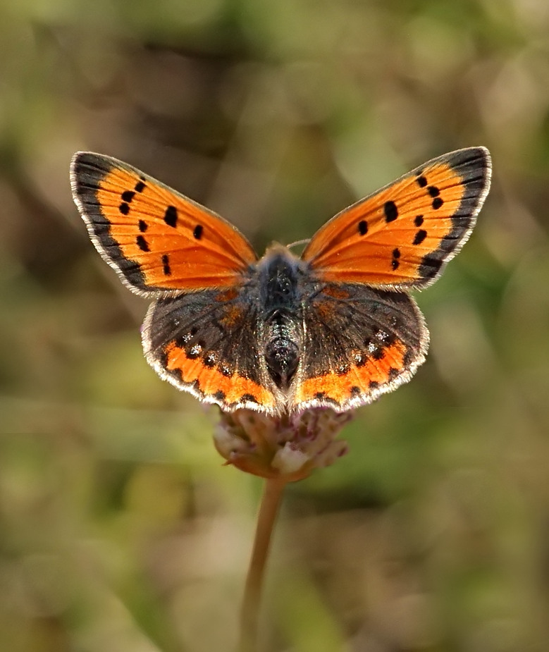 Wenn jeder Schmetterling zum Star wird....