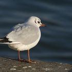 Wenn jetzt noch einer kommt und singt: "Kleine Möwe flieg' nach Helgoland"....