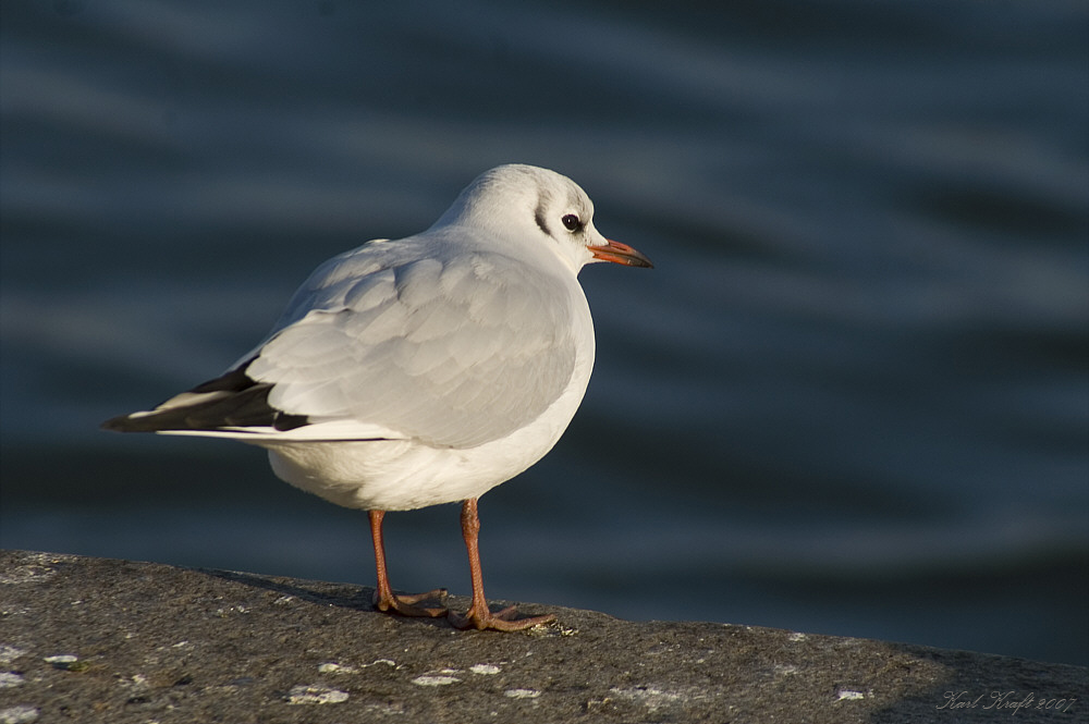 Wenn jetzt noch einer kommt und singt: "Kleine Möwe flieg' nach Helgoland"....