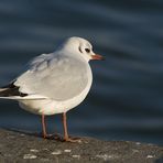 Wenn jetzt noch einer kommt und singt: "Kleine Möwe flieg' nach Helgoland"....