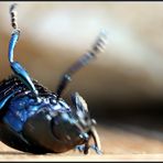 ...wenn Käfer auf den Rücken fallen, beginnen sie zu zappeln (2)
