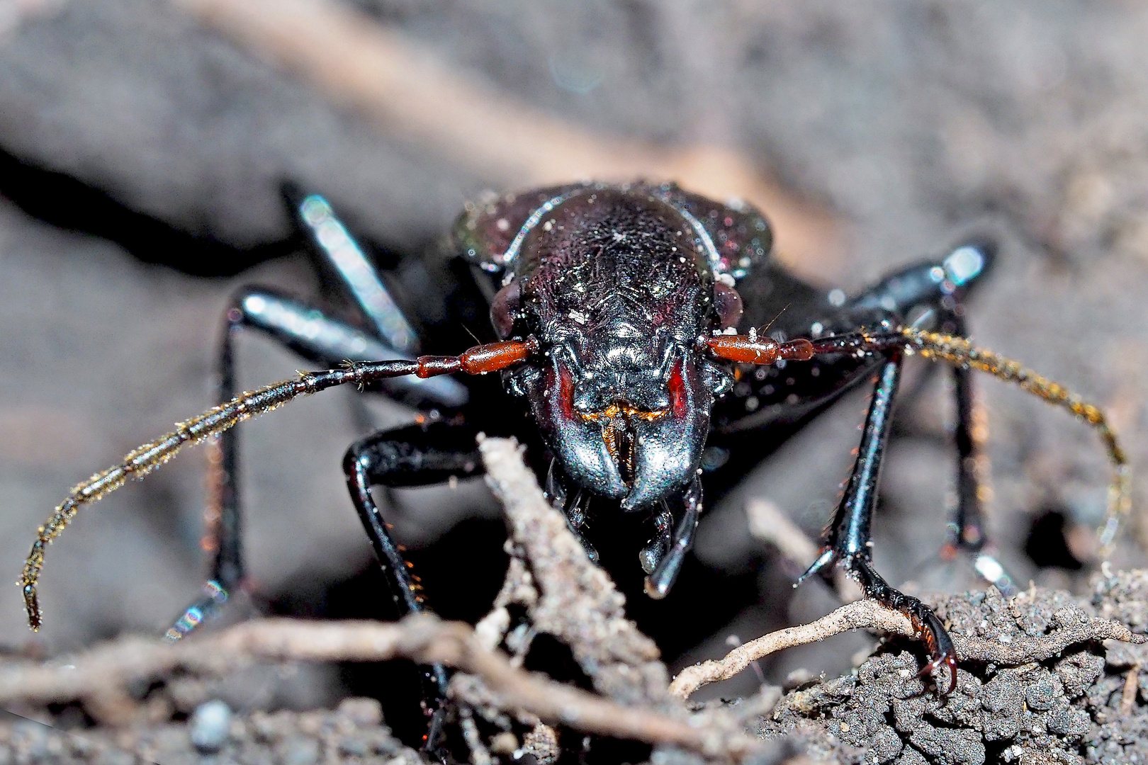 Wenn Käfer Selfies machen könnten …Hainlaufkäfer (Carabus nemoralis) 