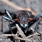 Wenn Käfer Selfies machen könnten …Hainlaufkäfer (Carabus nemoralis)