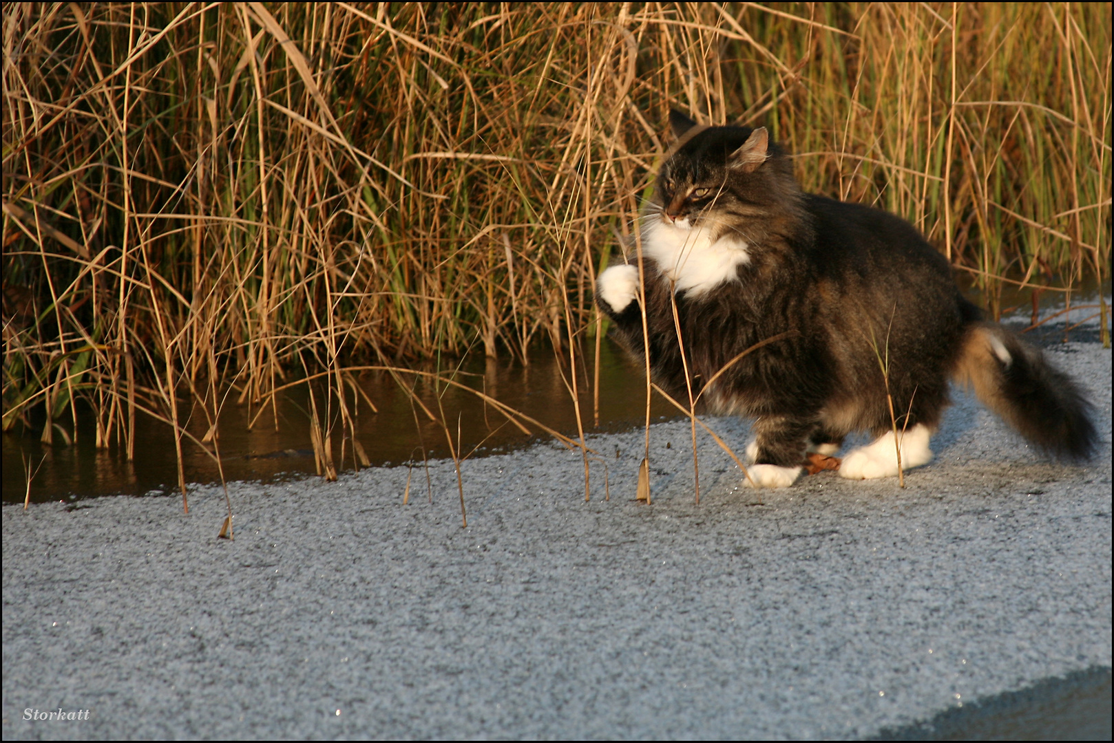 wenn Katzen ...