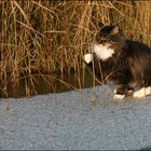 wenn Katzen ...