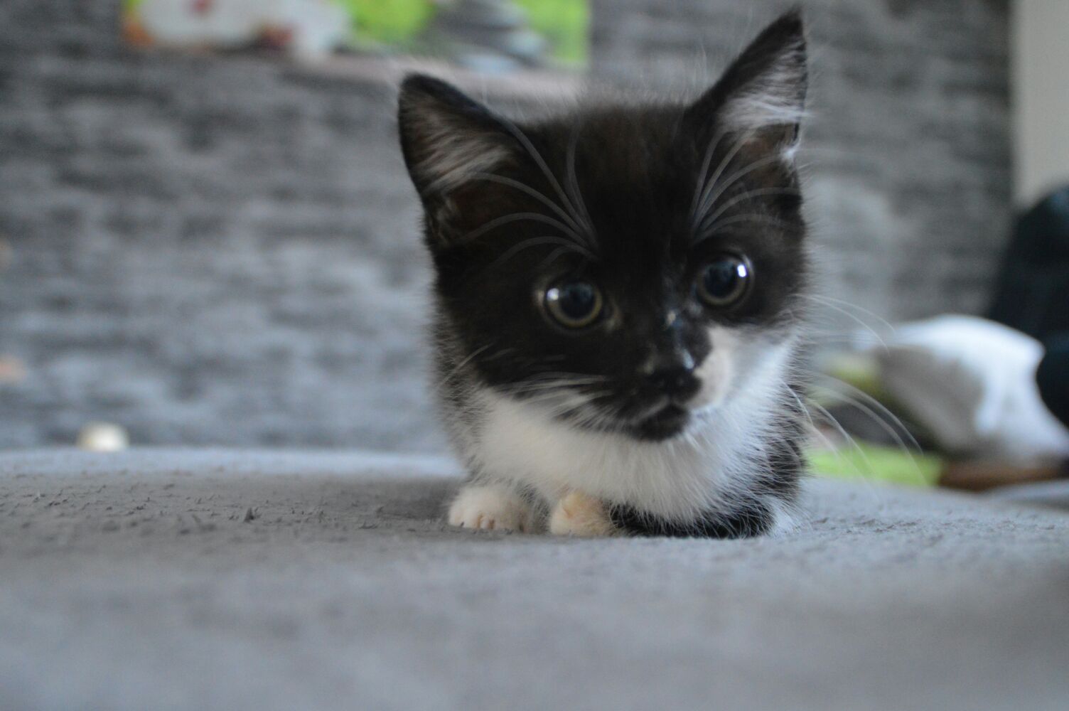 Wenn Katzen noch klein und brav sind