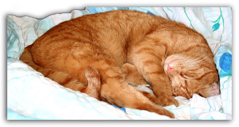 Wenn Katzen Ruhiger Werden Foto Bild Tiere Haustiere Katzen