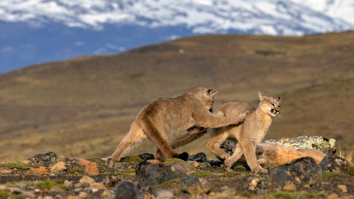 Wenn Katzen spielen ...
