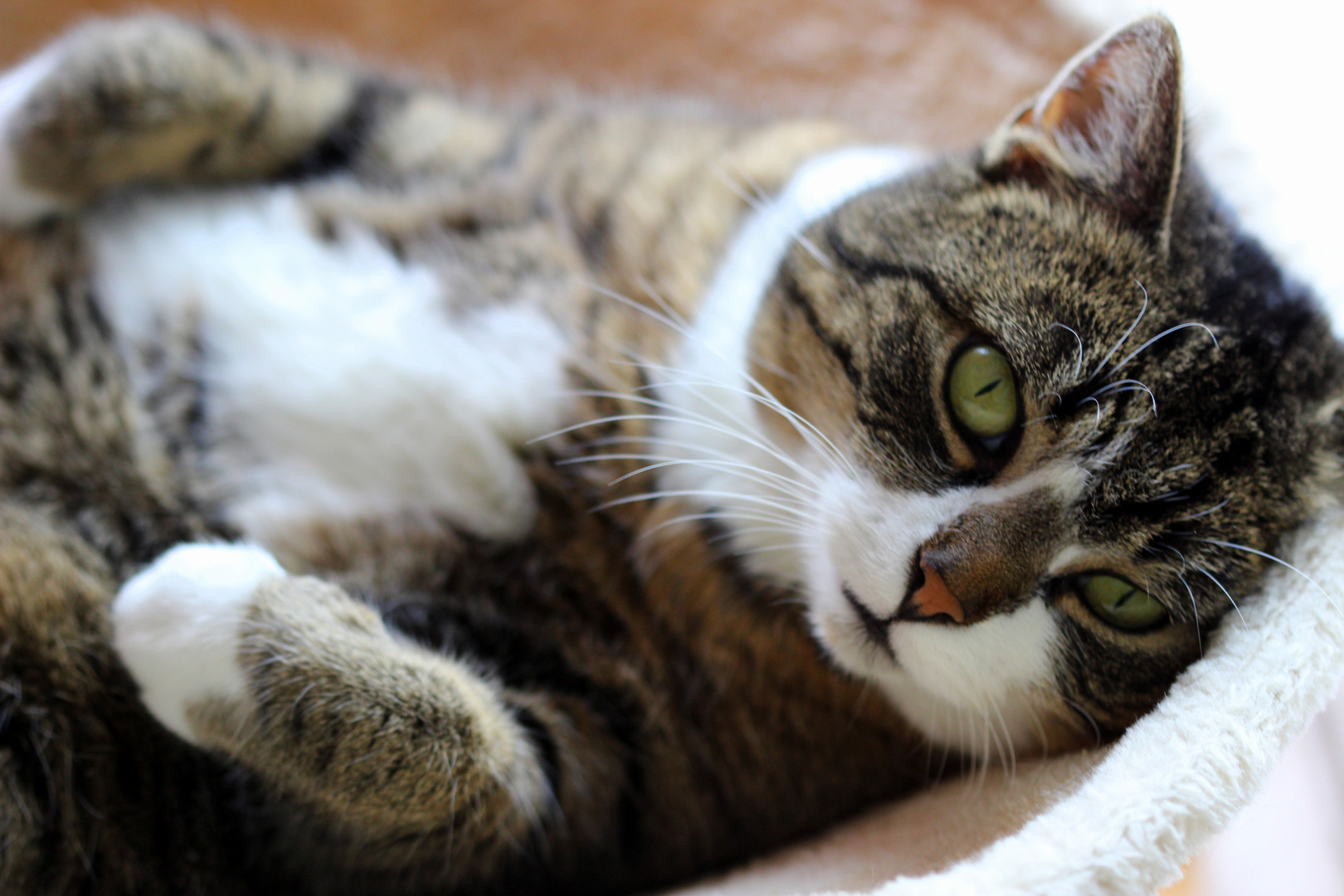 wenn Katzen sprechen könnten