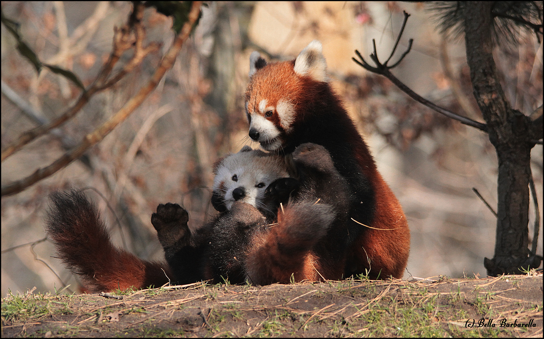 Wenn kleine Pandas Liebe machen