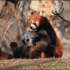 Wenn kleine Pandas Liebe machen