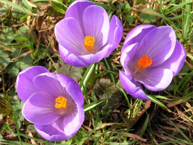 Wenn Krokusse blühen ist der Frühling nicht weit