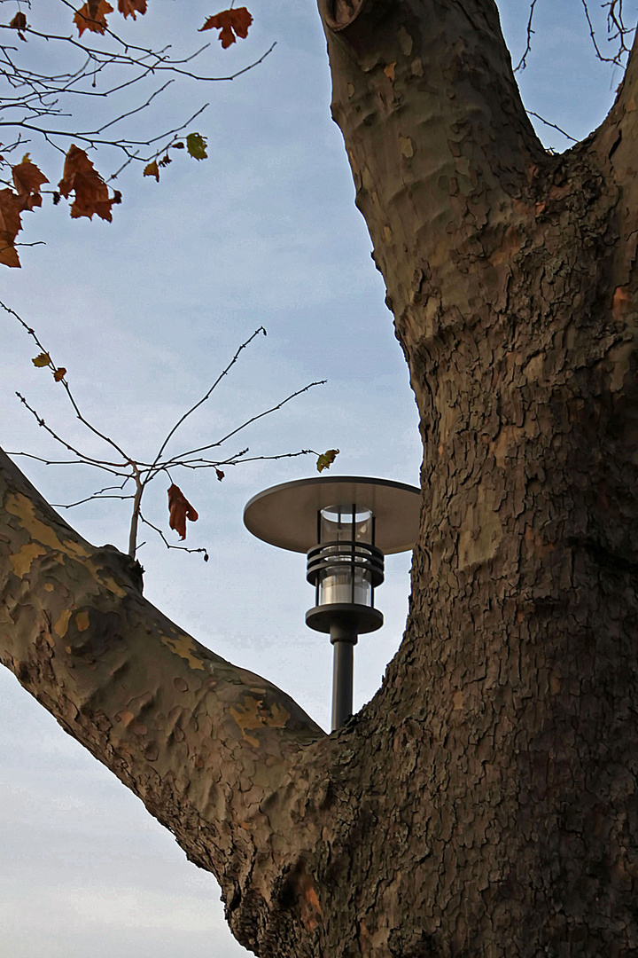 wenn Lampen aus den Bäumen wachsen