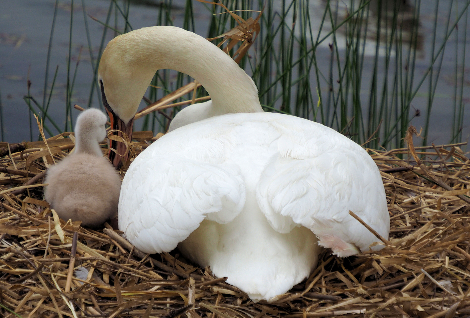 Wenn Mama im Nest eine Geschichte erzählt …