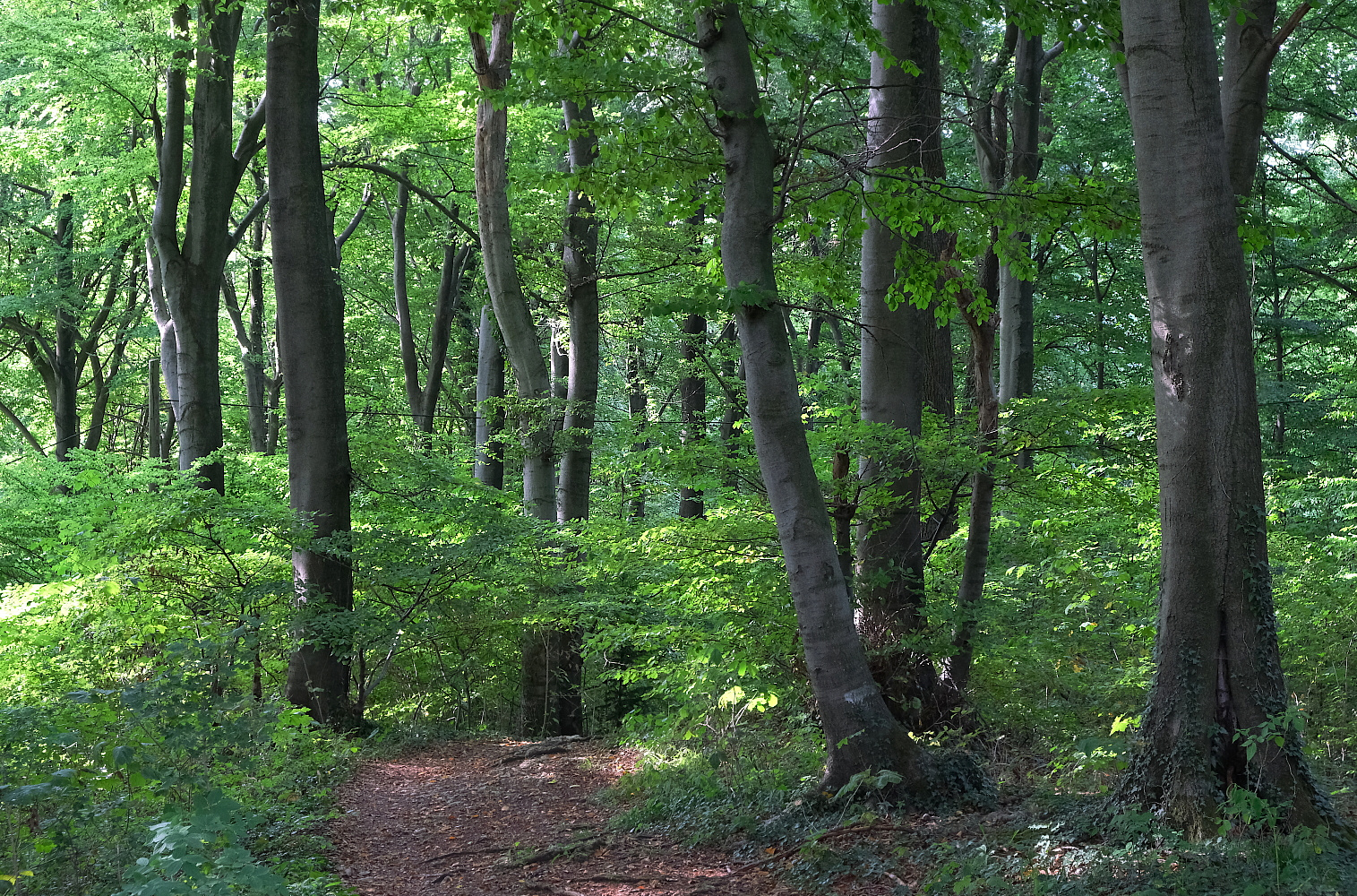 Wenn man den Wald vor lauter Bäumen nicht sieht...