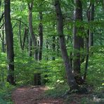 Wenn man den Wald vor lauter Bäumen nicht sieht...